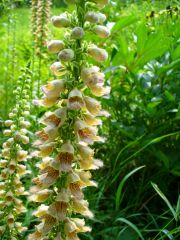 Foxglove 2