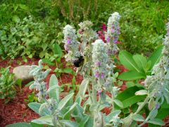 Bee on lamb's ear