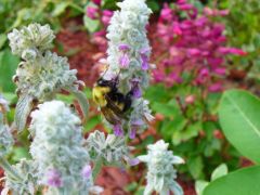 Bee on lamb's ear 2