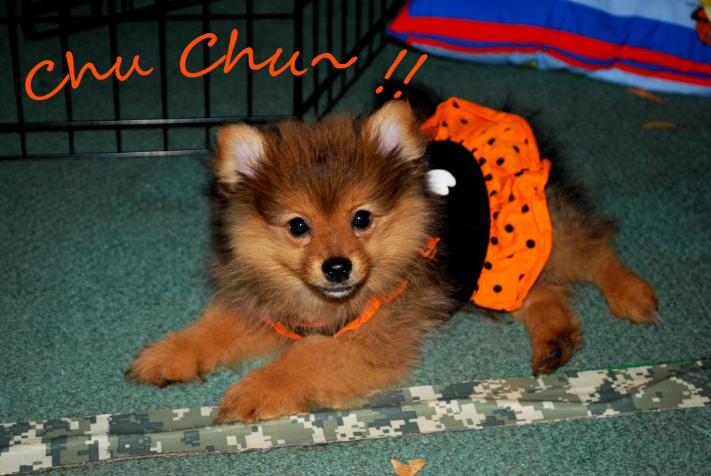 cute little chu chu!