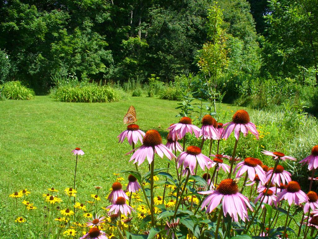 Butterfly on the coneflower