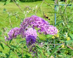 Sphinx moth