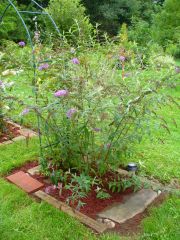 purple butterfly bush