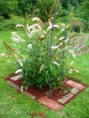 White Butterfly Bush