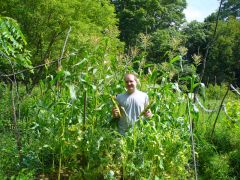 sledge in the corn