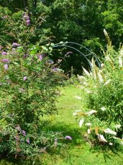 butterfly bushes 
morning glory