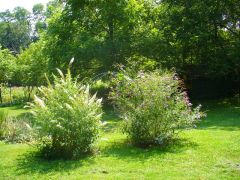 butterfly bush