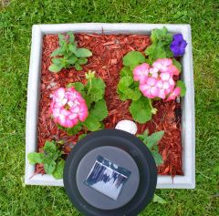 Pink Geranium