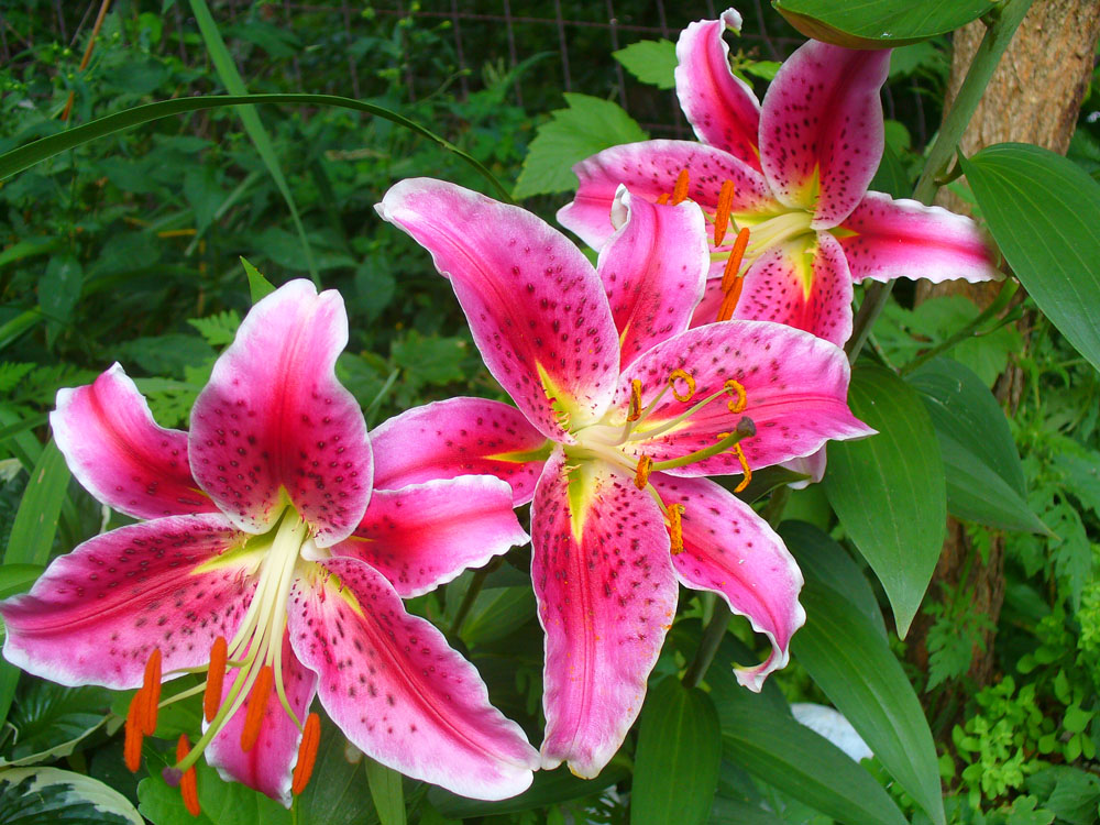 Stargazer Lily 2 - Member's Gallery - Ancient Clan