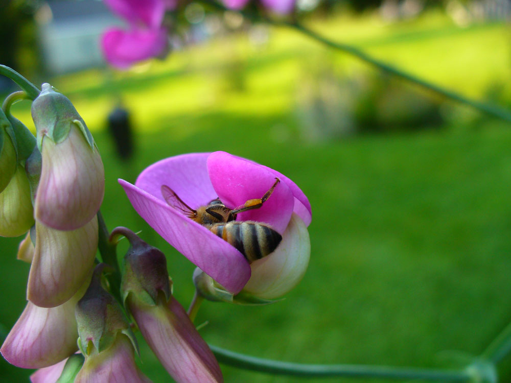 Sweet Pea Flower with bee