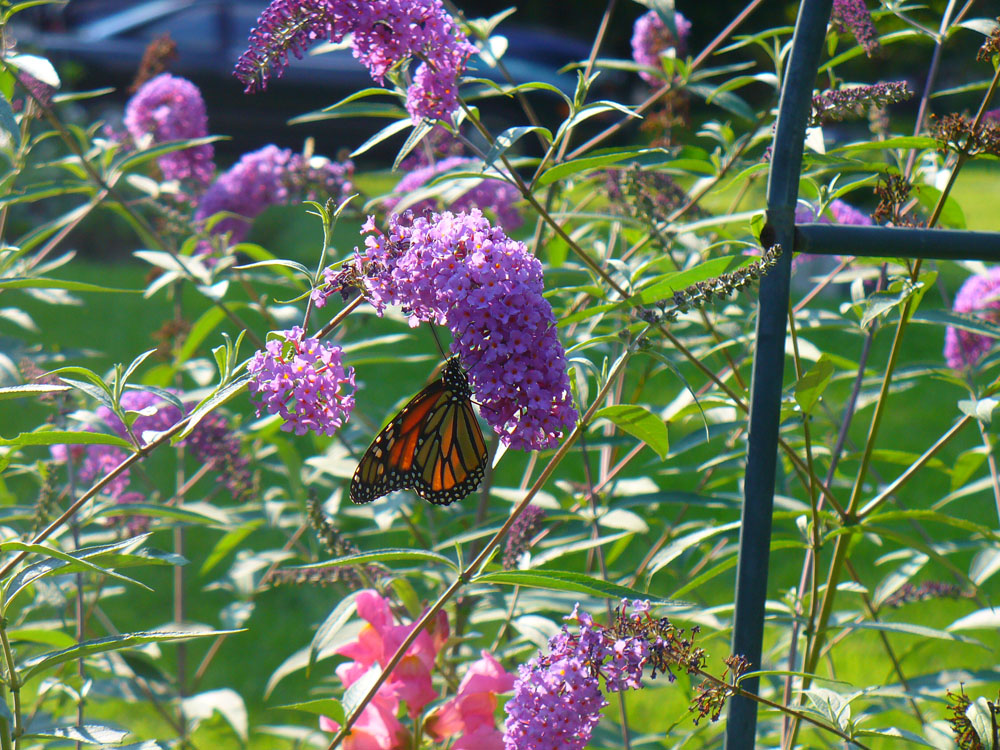 Butterfly Bush with Monarch butterfly