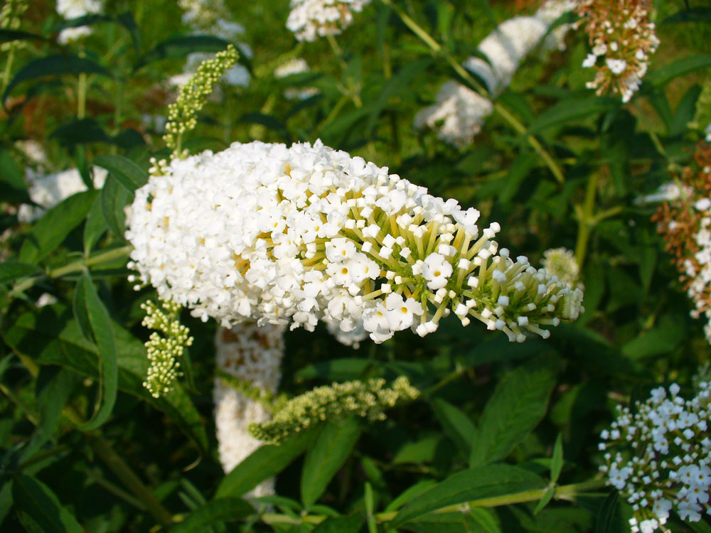 White butterfly bush