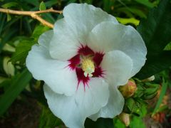 Rose of Sharon flower