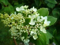 Precious tree flowers