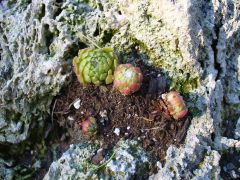 Cobweb Hens and Chicks