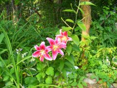 Stargazer Lily 1