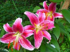 Stargazer Lily 2