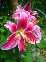 Stargazer Lily 3