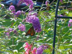 Butterfly Bush with Monarch butterfly