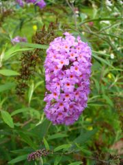 Purple butterfly bush