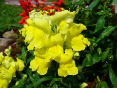 Yellow snapdragons