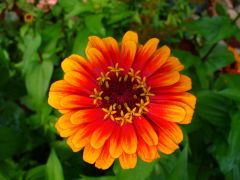 Zinnia