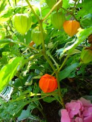 Chinese Lanterns