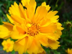 Dahlia with creepy spider