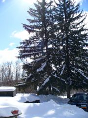 The tree branches were weighted down pretty bad by the snow.