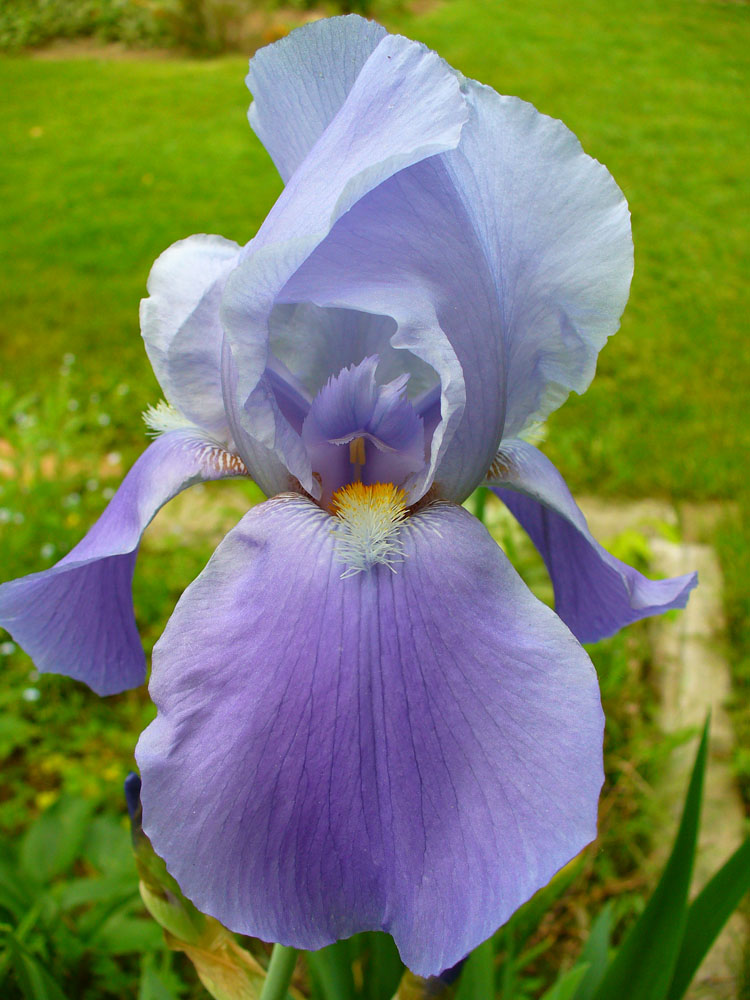 Light violet bearded iris.