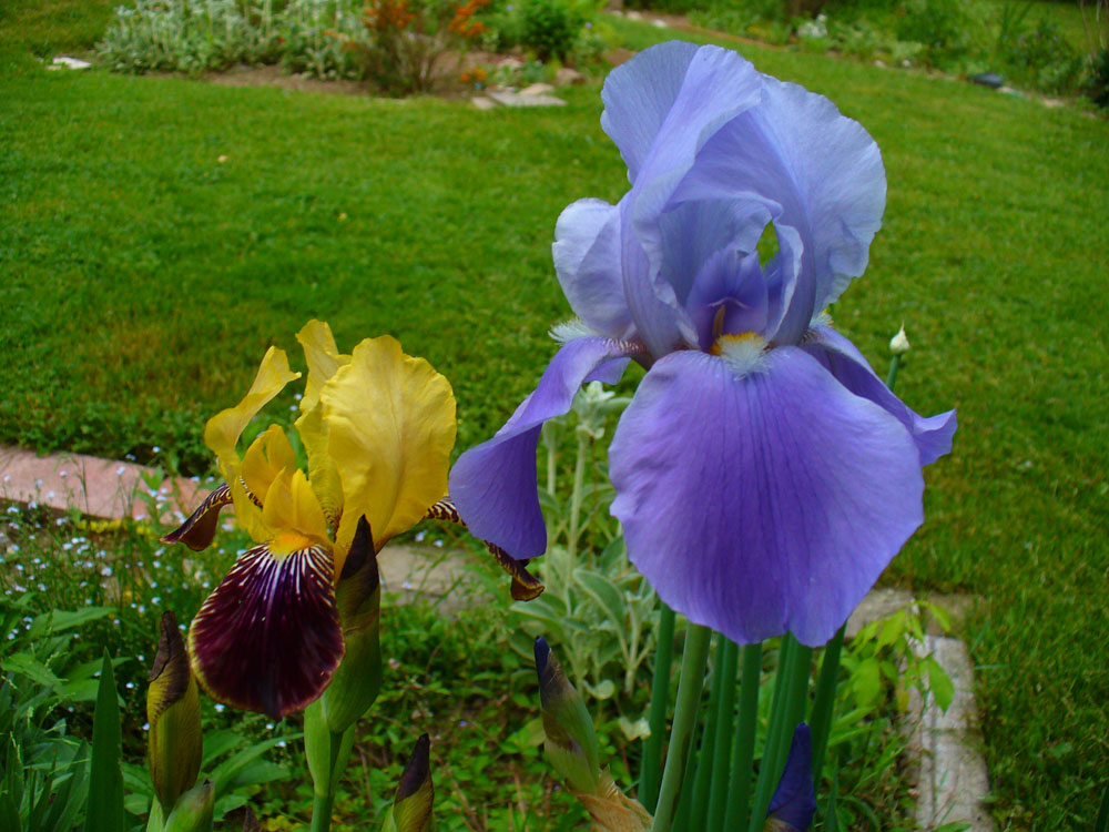 Two bearded irises. The light violet one is much bigger.