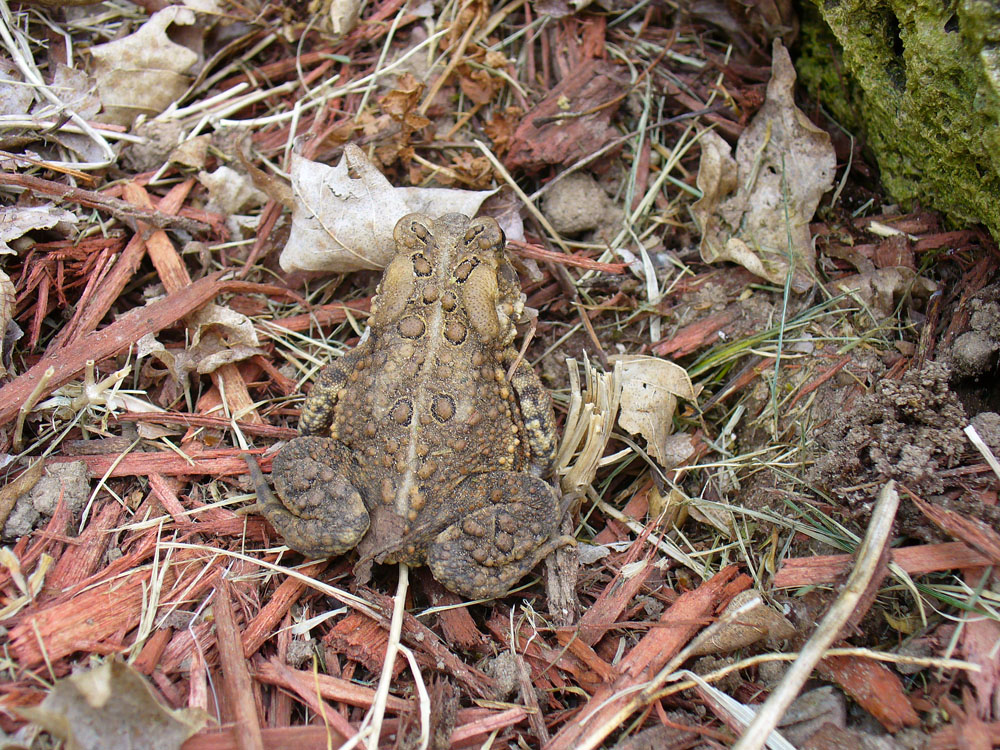 Garden Toad 02