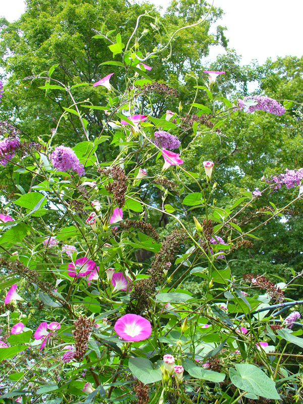 Morning Glory & Butterfly Bush