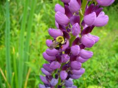 Bee on lupine.