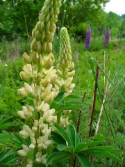 Yellow lupine.