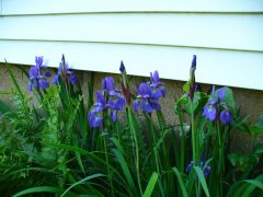Iris flowers.