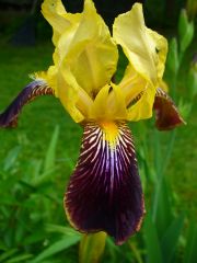 Yellow and purple bearded iris.