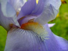 Light violet bearded iris... This is why they are called bearded irises. The pollen is like a beard.