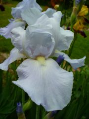 White bearded iris.