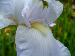 White bearded iris up close.