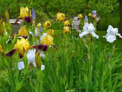 Iris flower bed.