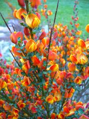 Scotch broom 01