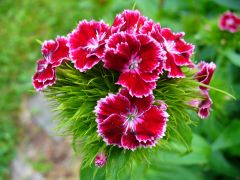 Sweet William flowers.