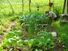 Veggie Garden 01