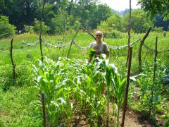 Look at the corn!