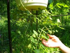 Up close shot of our upside down tomato plant. We made our own topsy turvy. :p