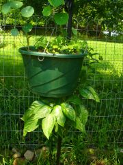 Upside down bell pepper plant with nasturtium flowers growing on top.