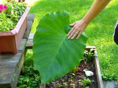 Elephant Ear.