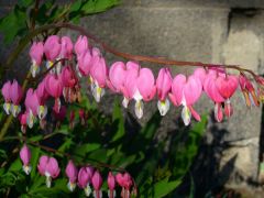 Bleeding hearts 1