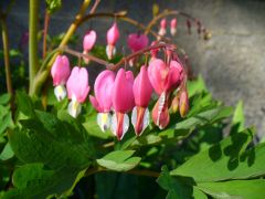 Bleeding Hearts 02